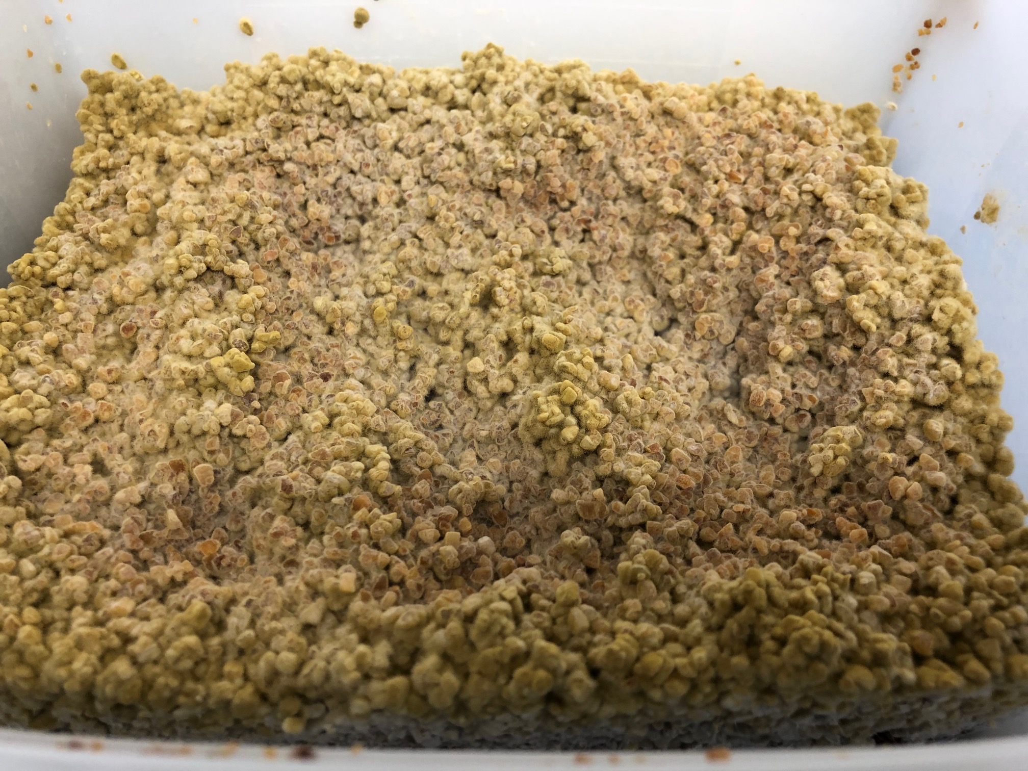 Microbiologie & Procédés de Fermentation