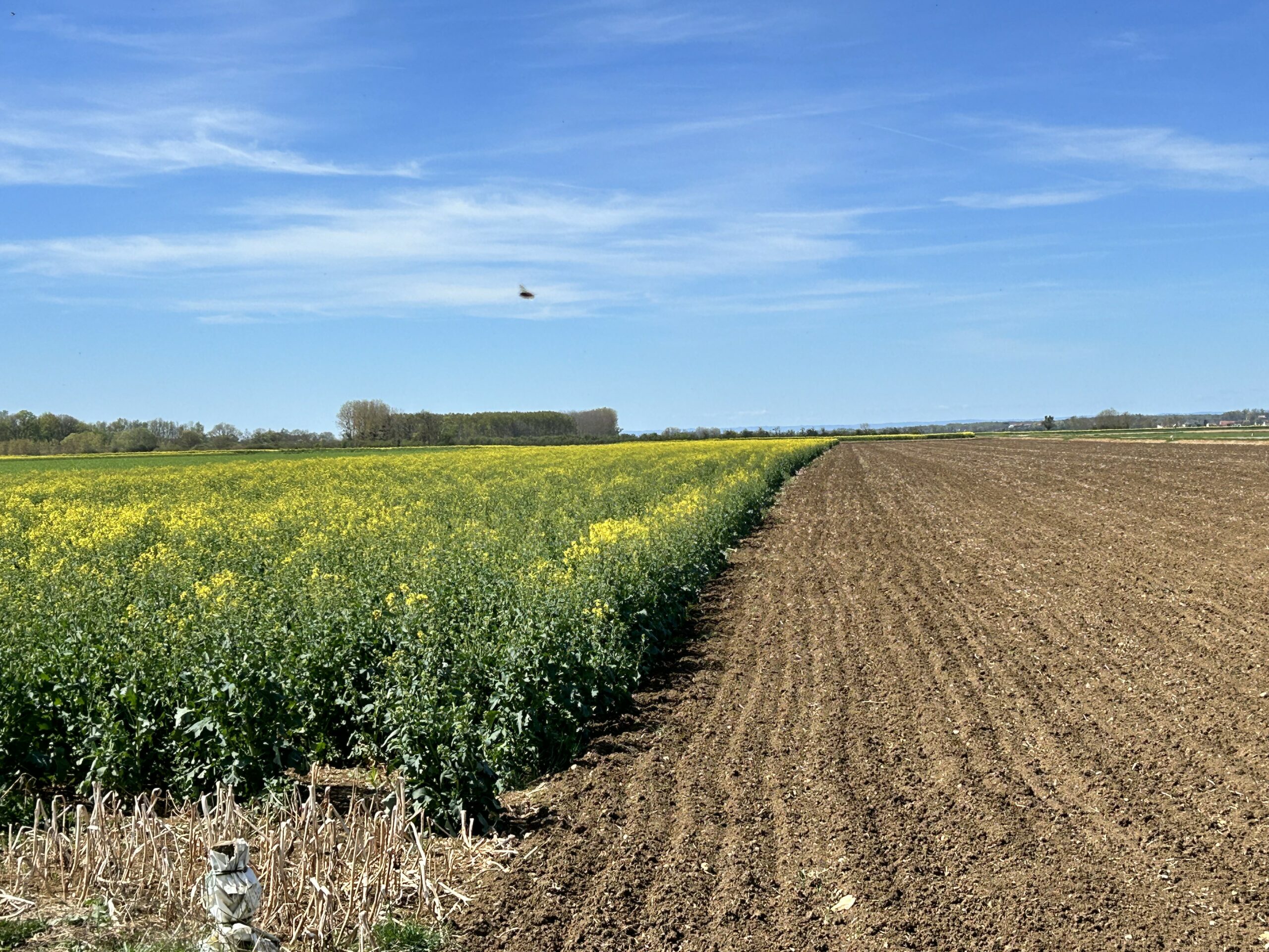 Recherche agronomique AGRENE